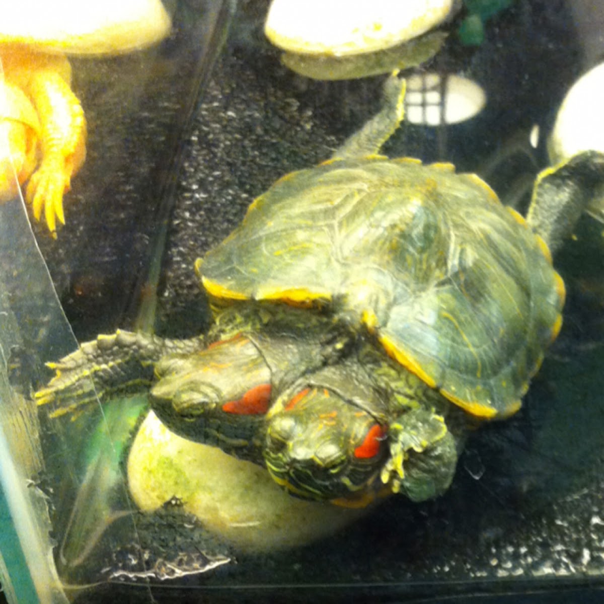 Red-eared Slider