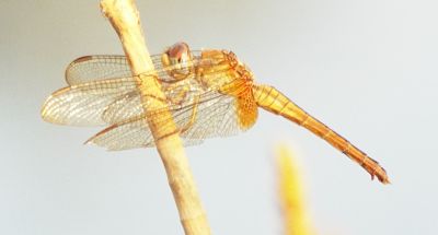 unknown dragonfly