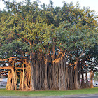 Banyan tree