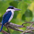 Collared Kingfisher