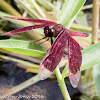 Common Parasol