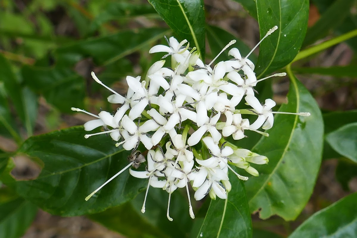 Pavetta, the ‘butterfly bush’