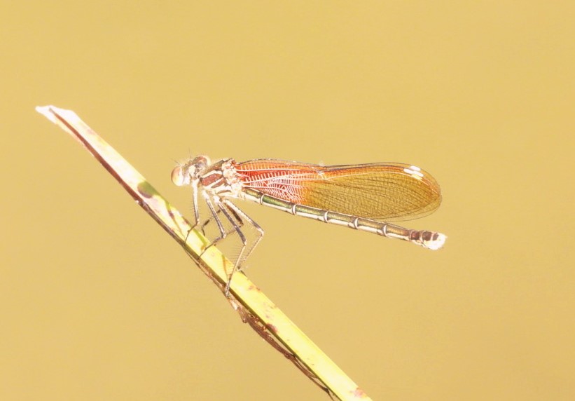 American rubyspot