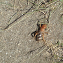 Jerusalem Cricket