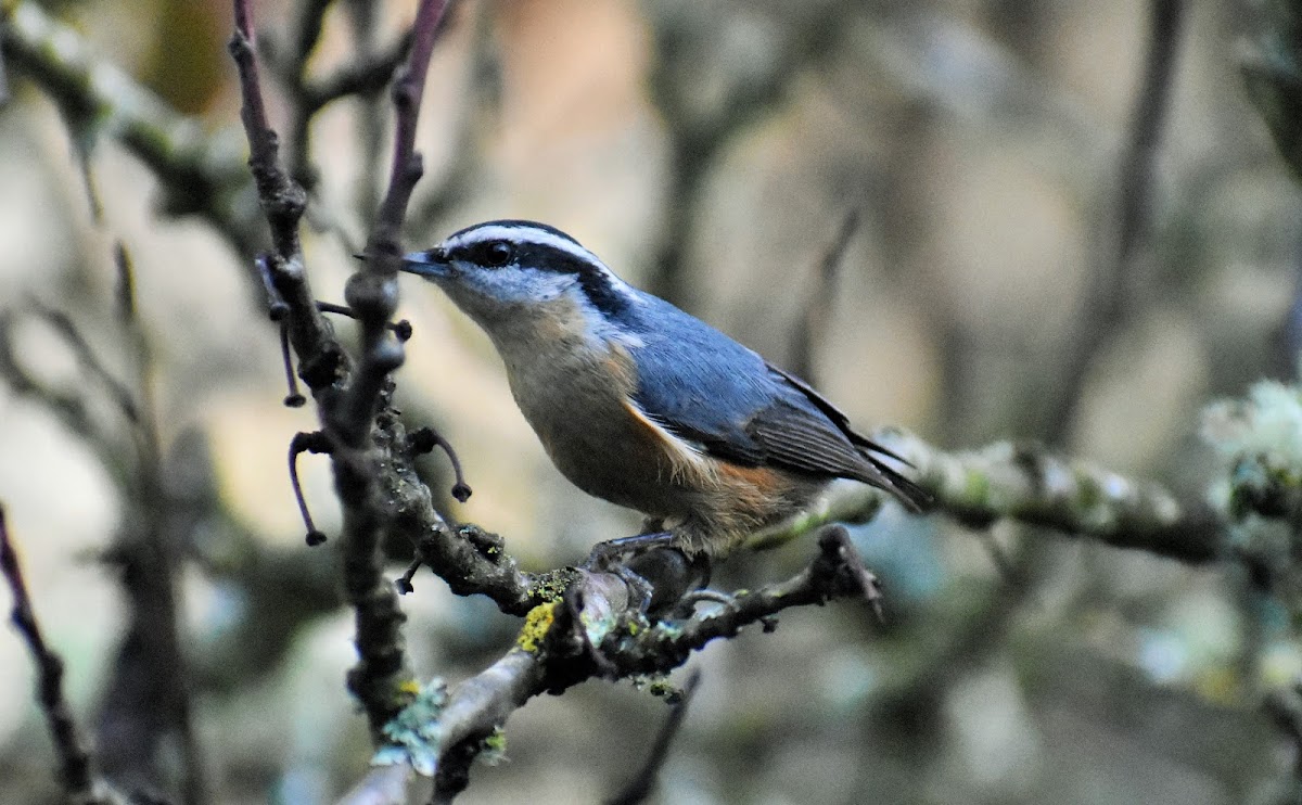 Red-breasted Nuthatch