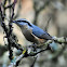 Red-breasted Nuthatch