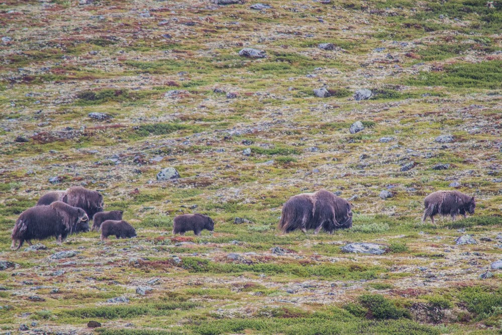 musk-ox