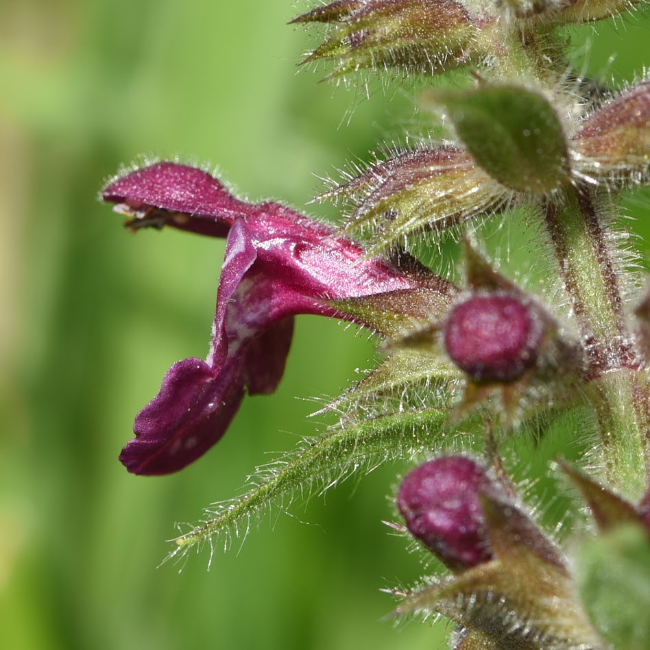 bloem en kelkblad