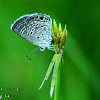 Ceraunus Blue Butterfly