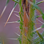 Italian Tree Cricket