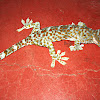 TOKAY GECKO