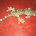 TOKAY GECKO