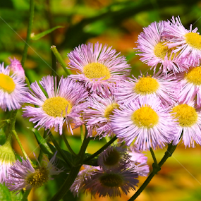 by Gerard Hildebrandt - Flowers Flowers in the Wild