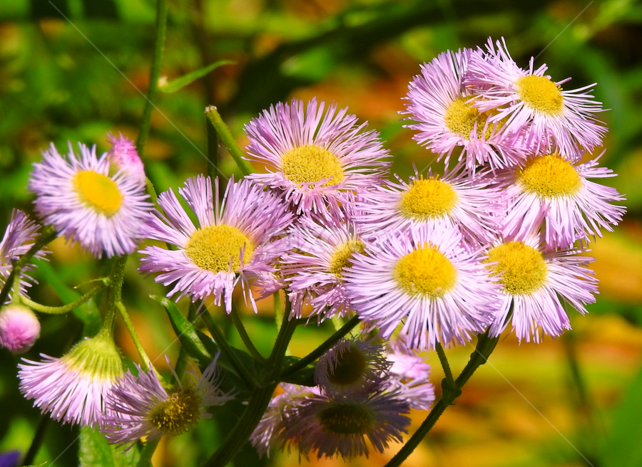 by Gerard Hildebrandt - Flowers Flowers in the Wild