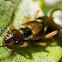 European Earwig