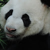 Giant panda