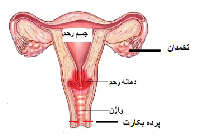 C:\Users\omidw\OneDrive\Billeder\crona\پرده بکارت ۲t (2).png