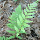 Fern