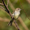 Bagageiro(Mouse-colored Tyrannulet)