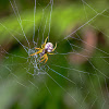 Araneus ejusmodi 黃斑園蛛