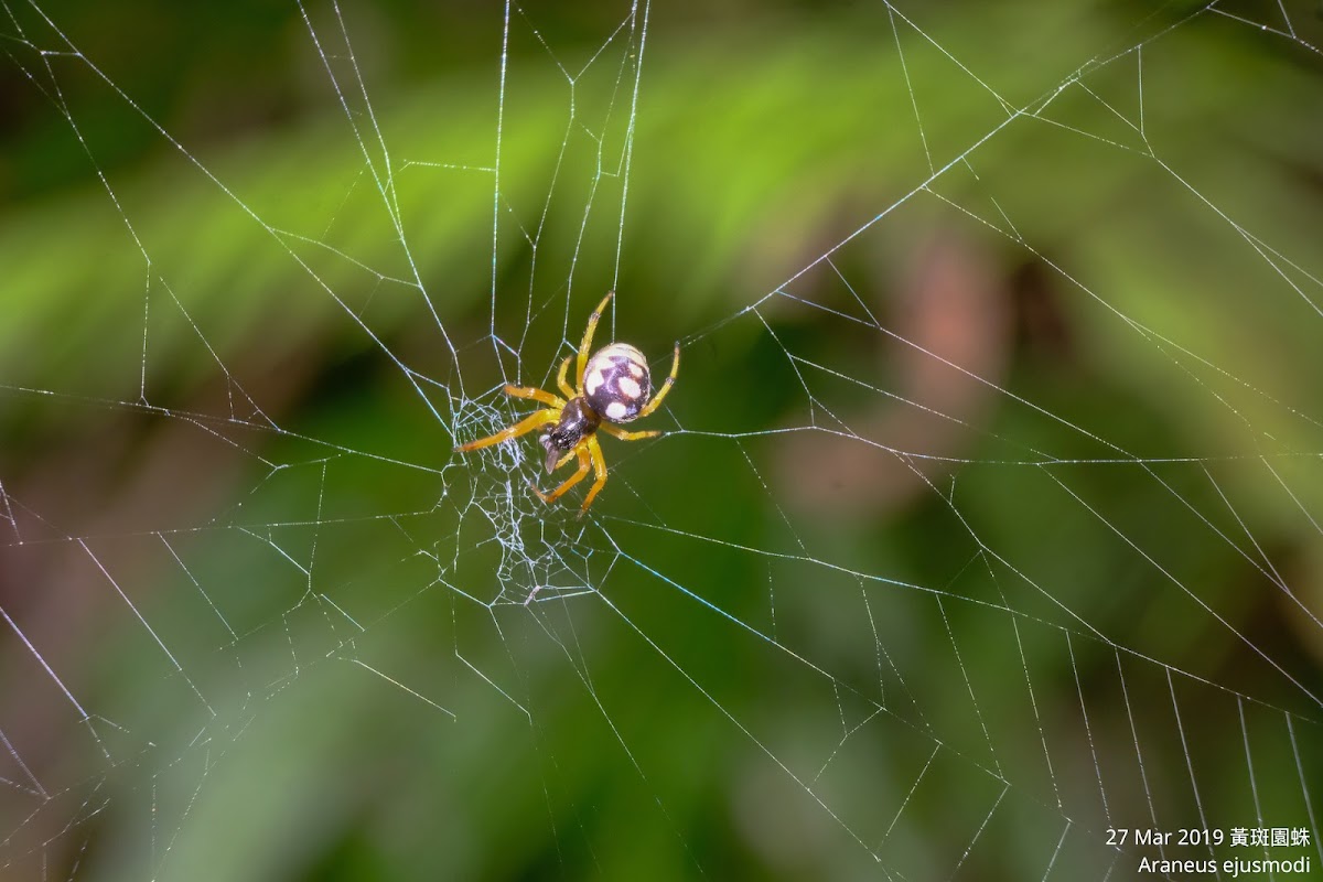 Araneus ejusmodi 黃斑園蛛