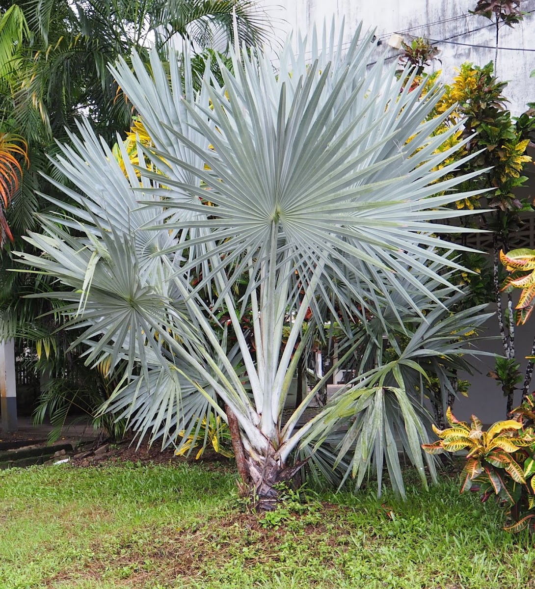 Bismark Palm