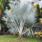 Bismark Palm