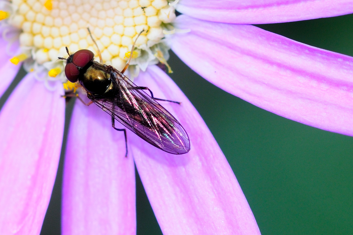 Hoverfly