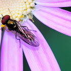 Hoverfly