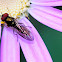 Hoverfly