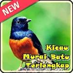 Kicau Murai Batu Terlengkap Apk