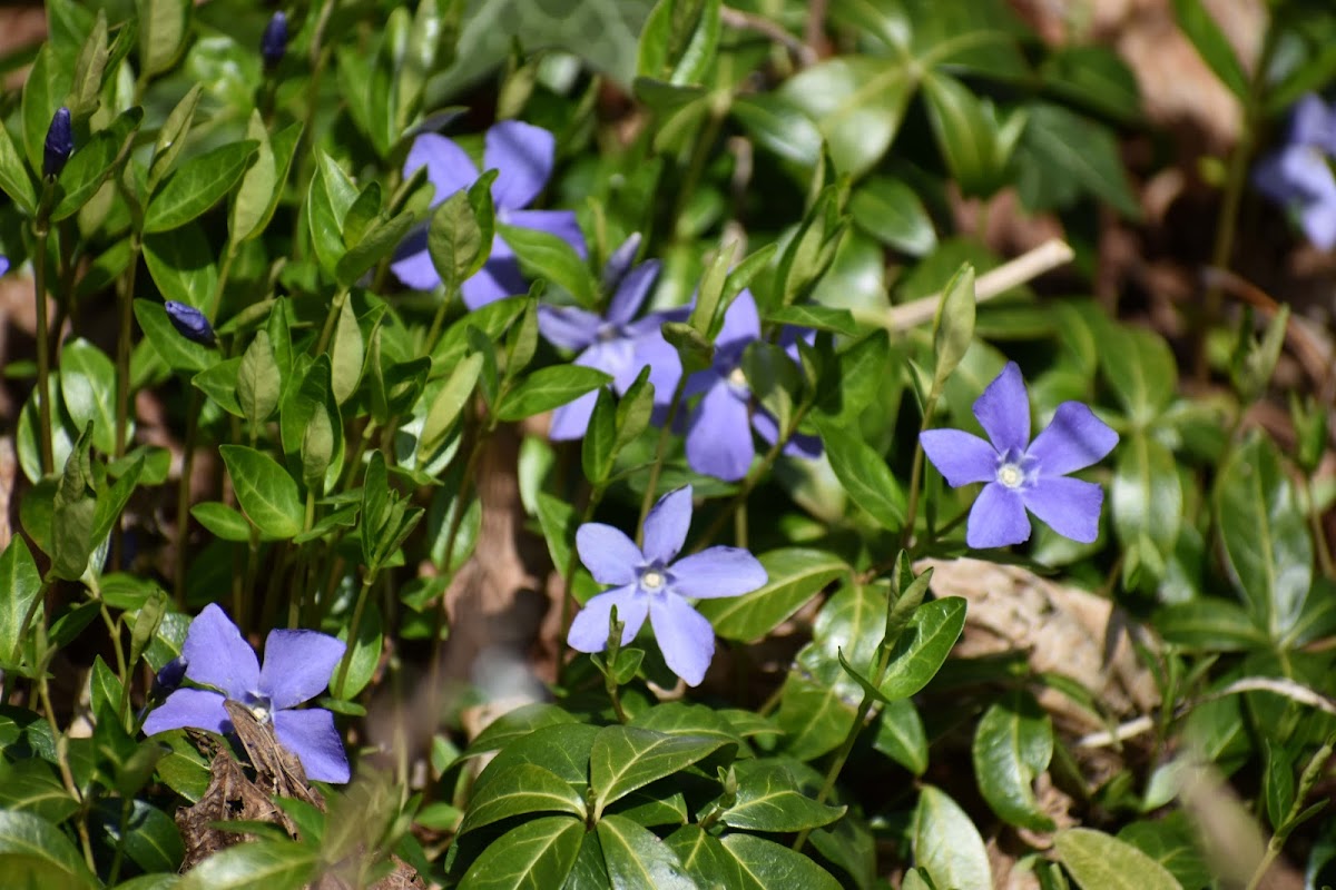 Dwarf Periwinkle