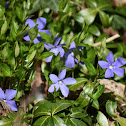 Dwarf Periwinkle