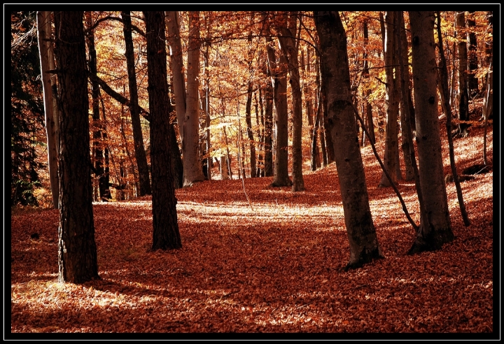 Sottobosco di hylablu