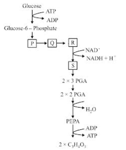 Glycolysis