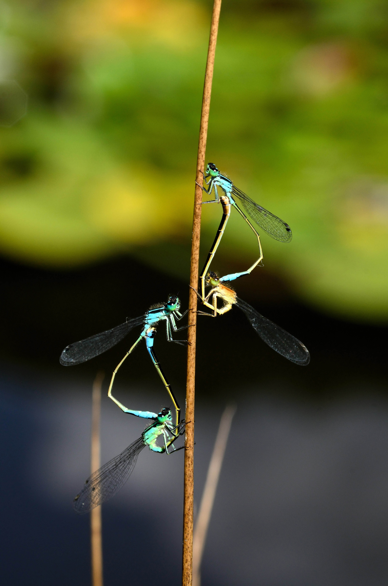 Coppie di Ischnura elegans di benny48