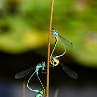 Coppie di Ischnura elegans di 