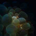 Bubble Coral Shrimp