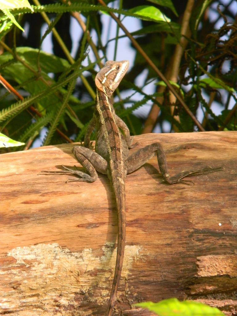 Brown Basilisk