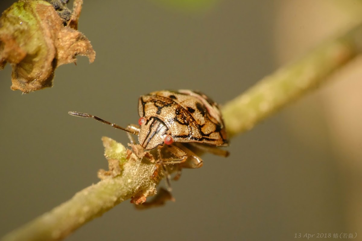 Plautia fimbriata(Nymph) 珀蝽(若蟲)