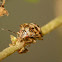 Plautia fimbriata(Nymph) 珀蝽(若蟲)