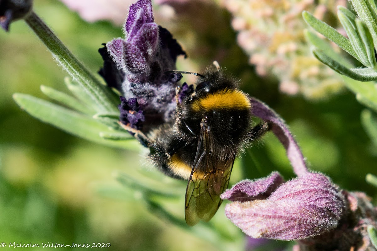 Buff-tailed Bumble Bee