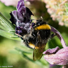 Buff-tailed Bumble Bee