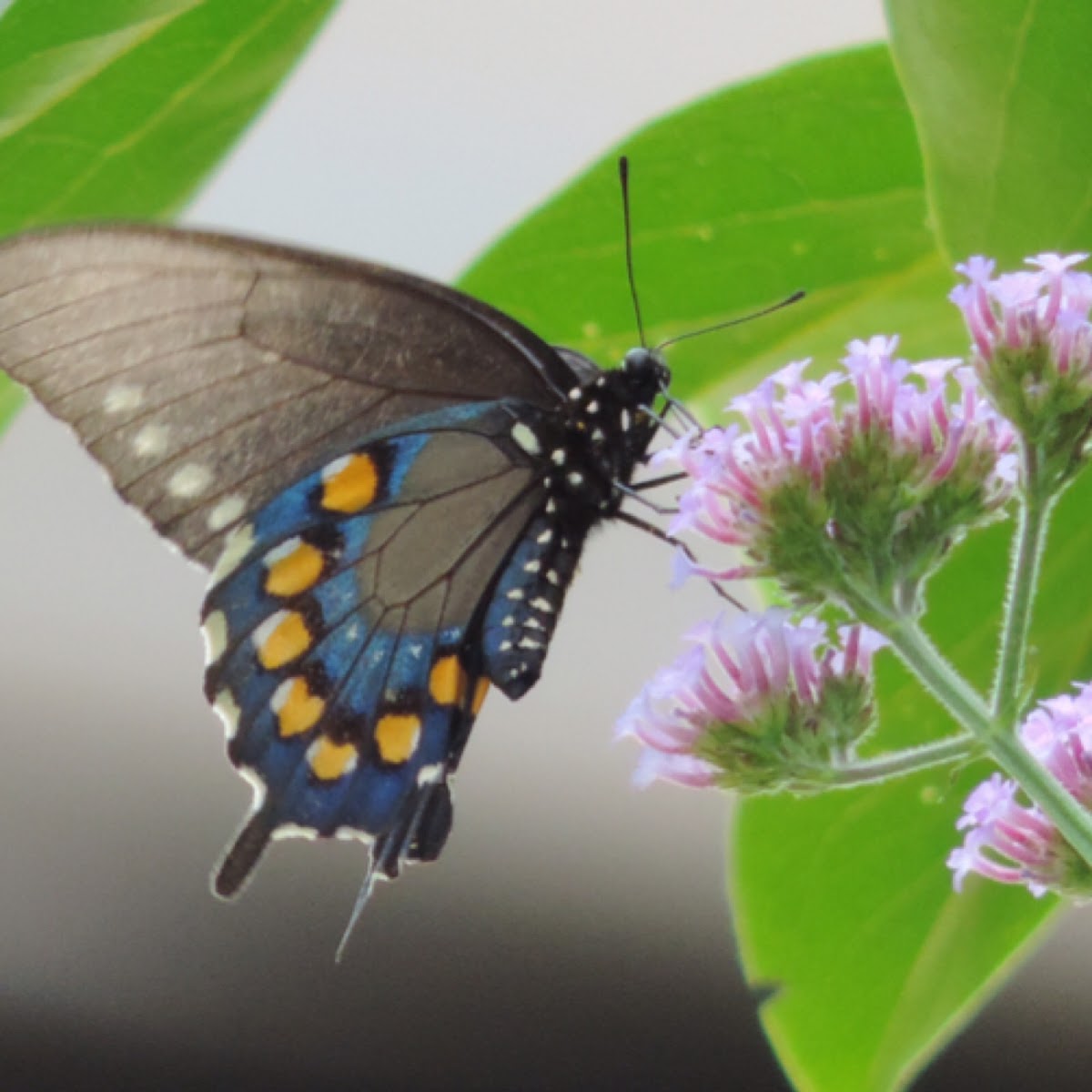 Pipevine Swallowtail