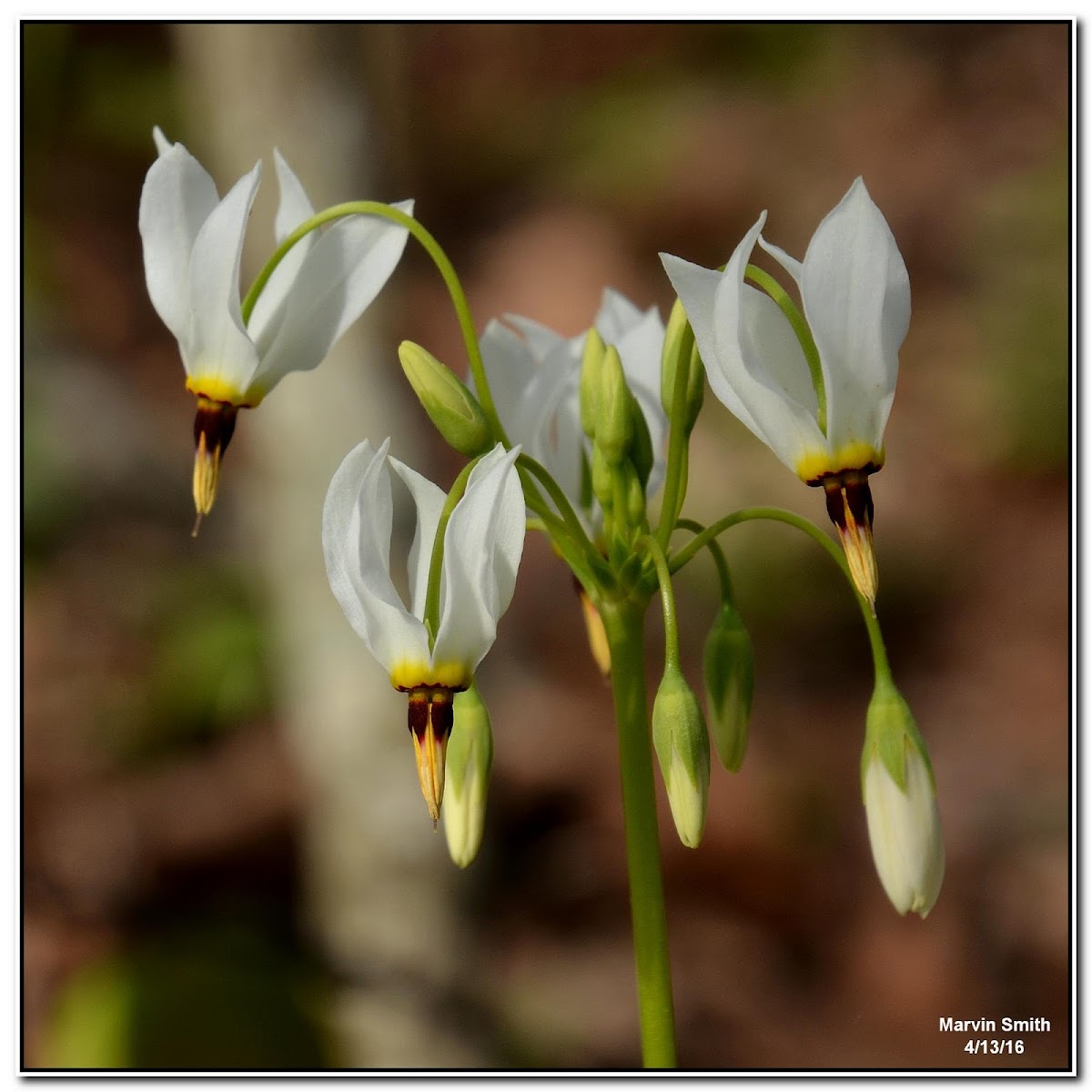 Eastern Shooting Star