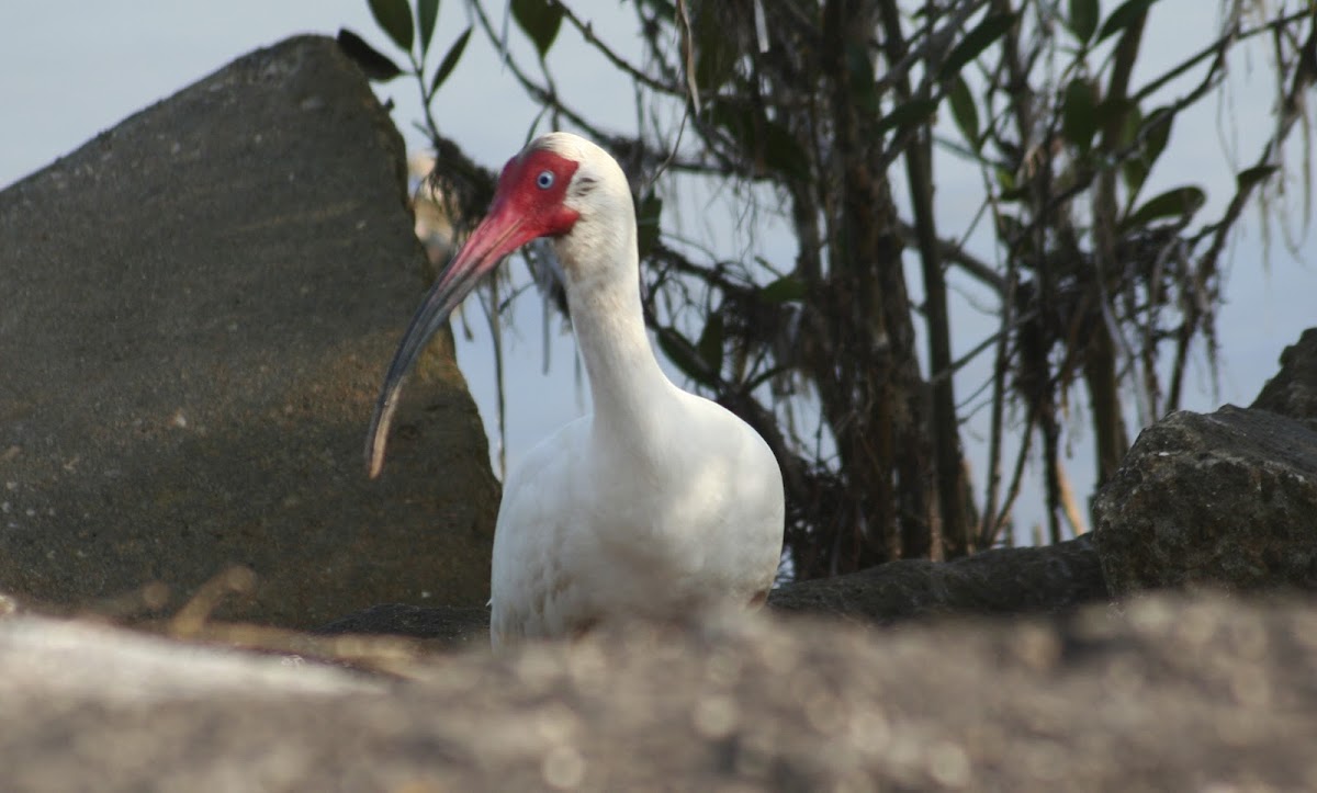 White Ibis