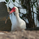 White Ibis