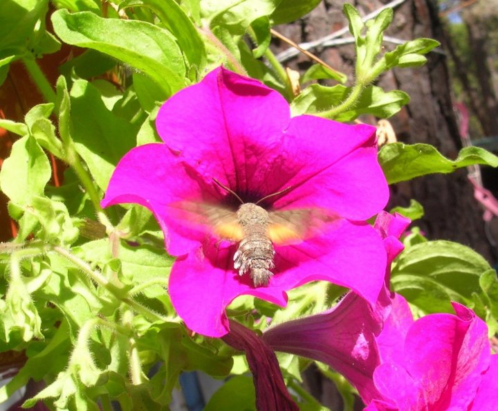 Di fiore in fiore di morella