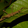 Stick Insect, Phasmid - Female