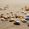 Item logo image for sea ​​shells